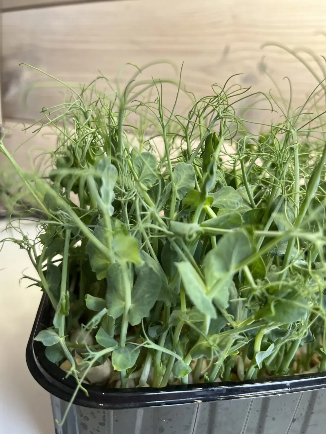 Микрозелень гороха фото 3